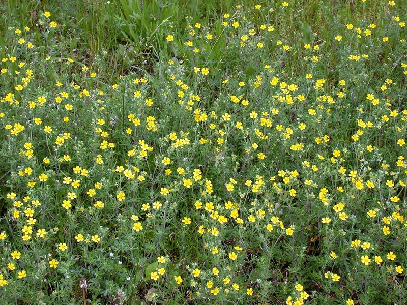 Silber-Fingerkraut (Potentilla argentea)
