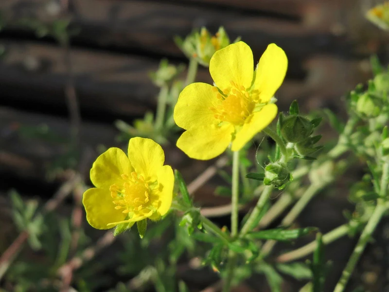 Silber-Fingerkraut (Potentilla argentea)