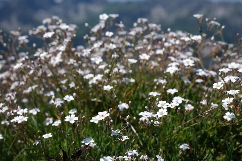 Kriechendes Schleierkraut (Gypsophila repens)
