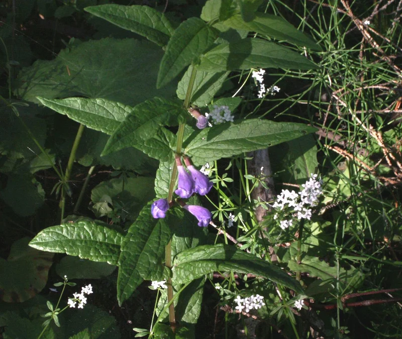 Sumpf-Helmkraut (Scutellaria galericulata)