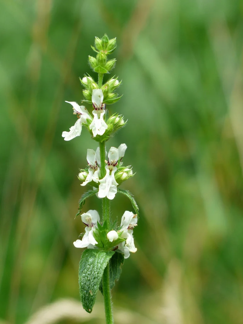 Aufrechter Ziest (Stachys recta)