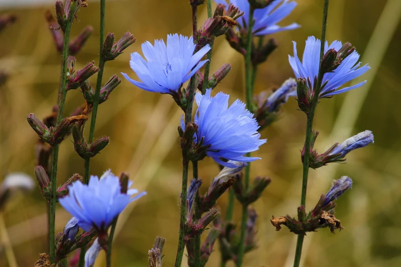 Wegwarte (Cichorium intybus)