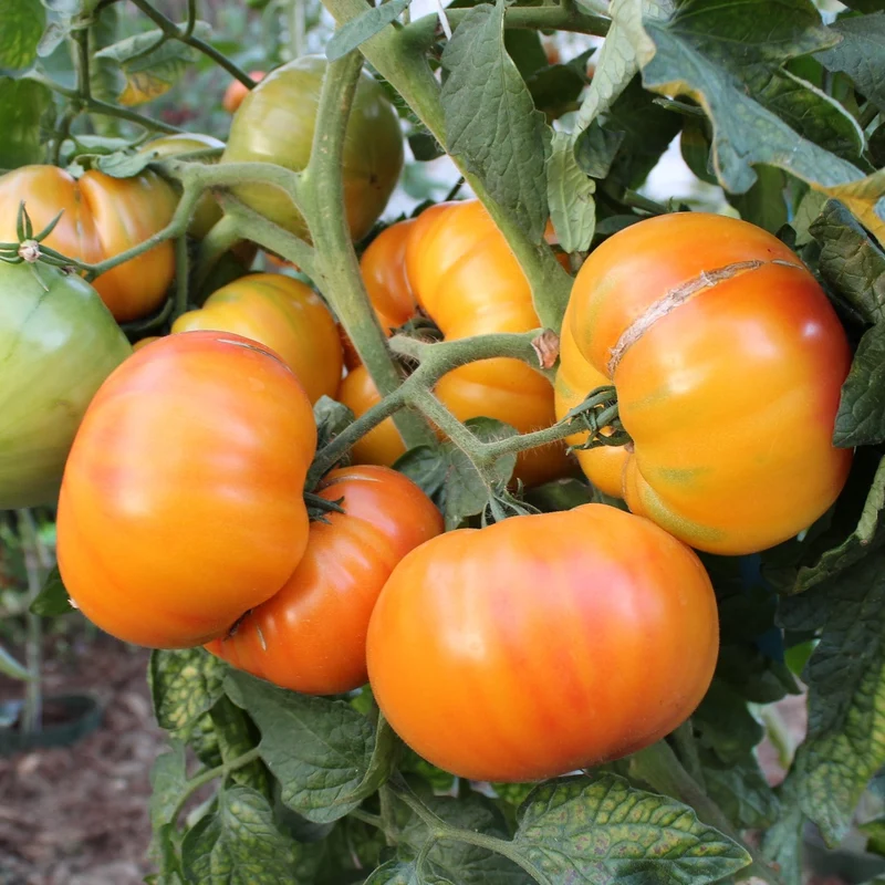 Ananas Bio-Tomatensamen