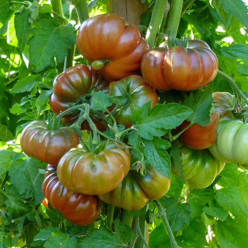 Purple Calabash Bio-Tomatensamen
