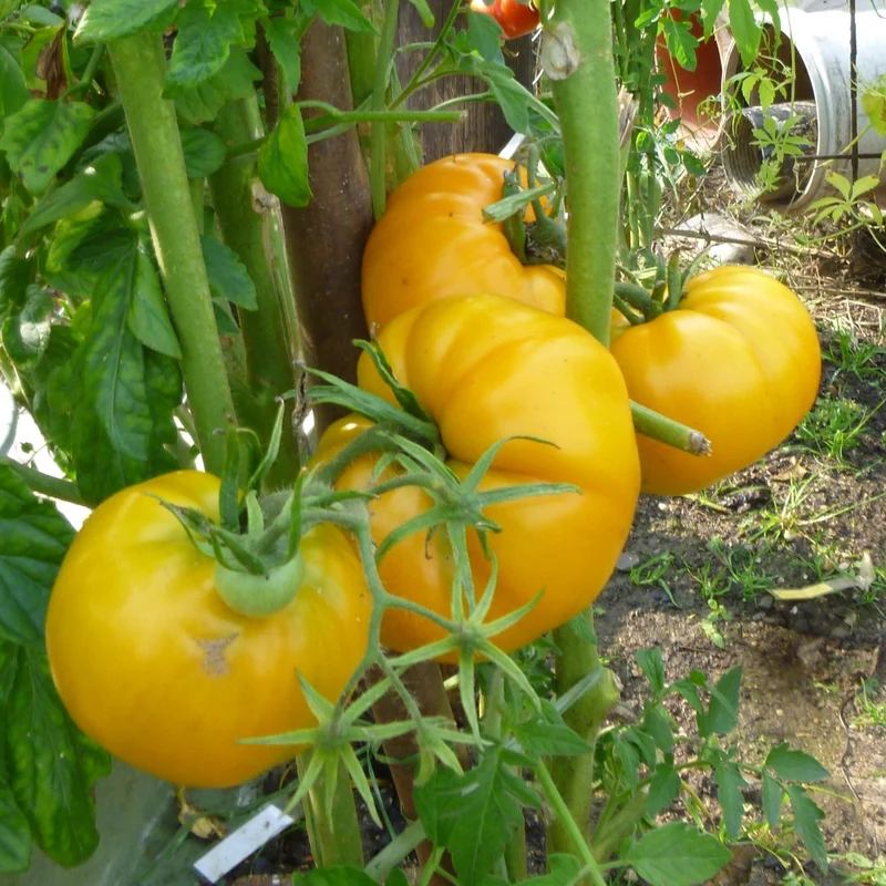 Huge Lemon Oxheart Bio-Tomatensamen