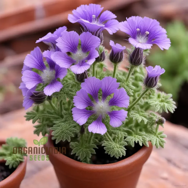 Purple Phacelia Flower Seeds For Planting