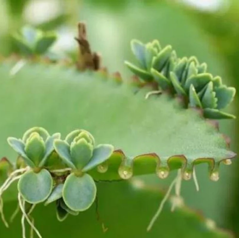 Bryophyllum Pinnatum Seeds, Kalanchoe Pinnata Seeds, Air plant Seeds, Miracle Leaf seeds, Mother of Thousands Seeds