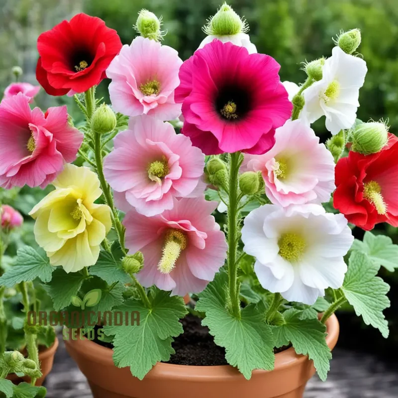 Mixed Alcea Flower Seeds For Planting