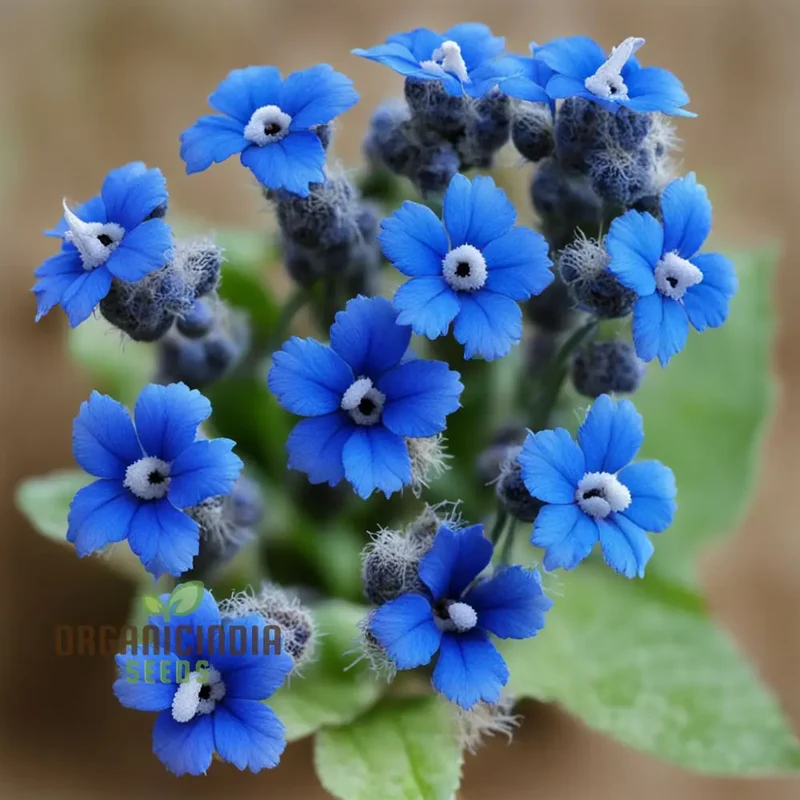 Blue Cynoglossum Flower Seeds Elevate Your Gardening Experience with Exquisite, Tranquil Blooms