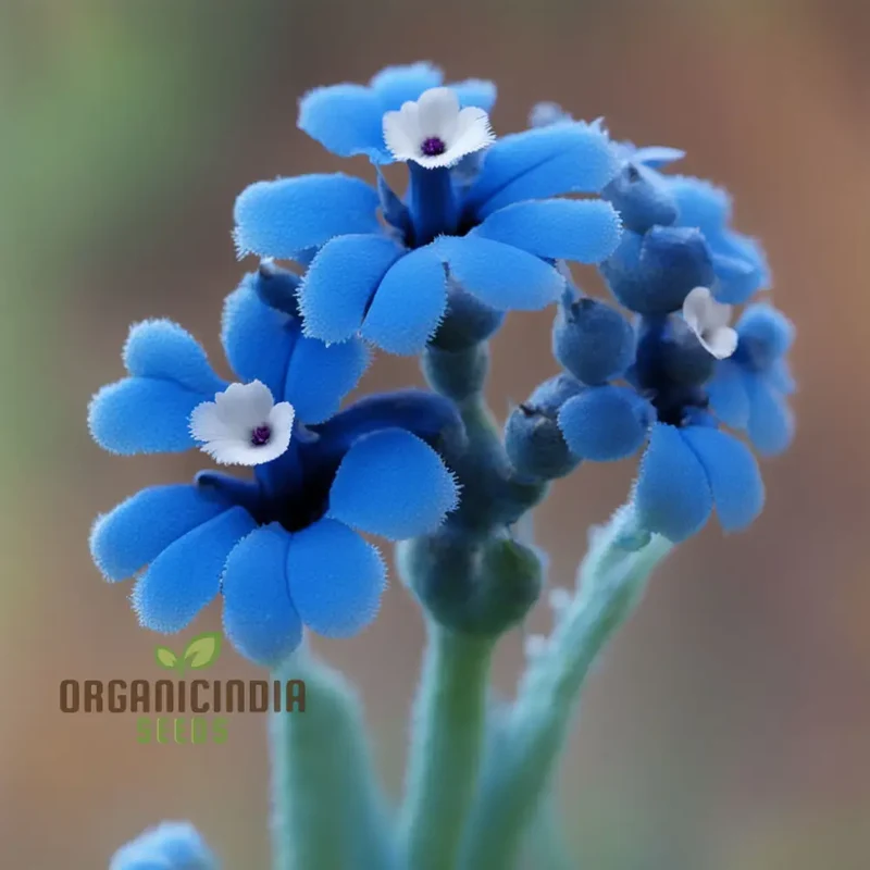 Blue Cynoglossum Flower Seeds Elevate Your Gardening Experience with Exquisite, Tranquil Blooms