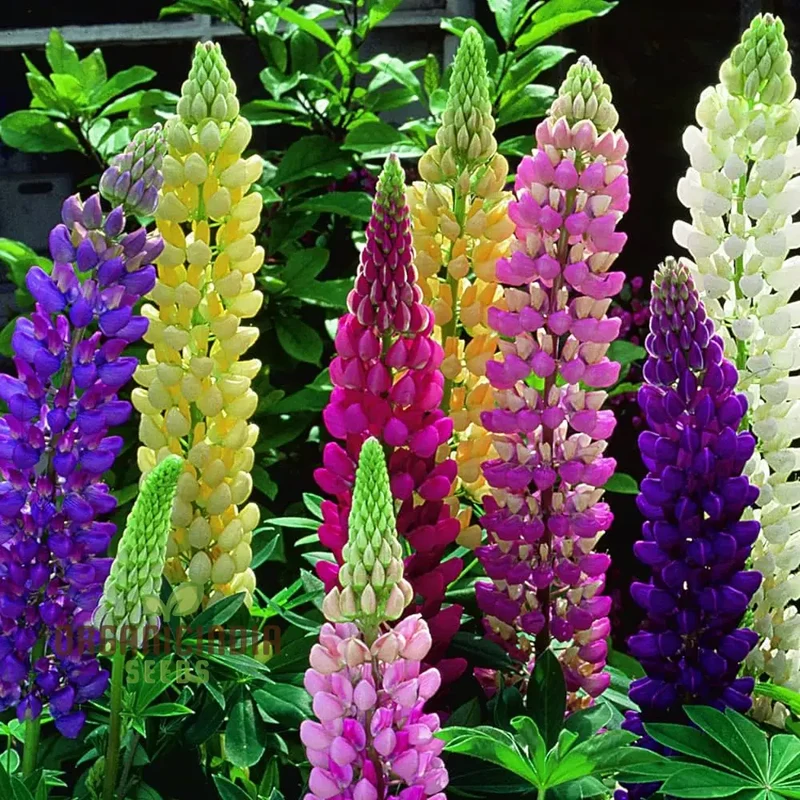 Mixed Lupine Flower Seeds for Planting,Explore the Beauty of Nature with Tutti Frutti Lupine Mix Seeds