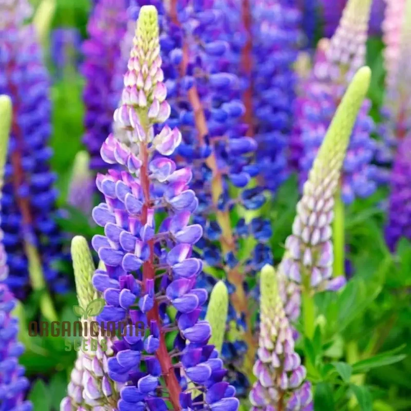 Mixed Lupine Flower Seeds for Planting,Explore the Beauty of Nature with Tutti Frutti Lupine Mix Seeds