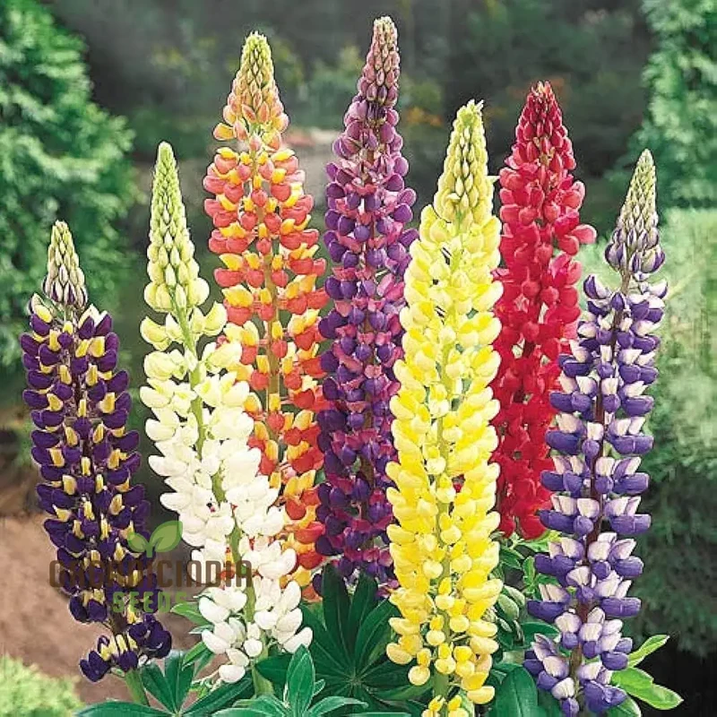 Mixed Lupine Flower Seeds for Planting,Explore the Beauty of Nature with Tutti Frutti Lupine Mix Seeds