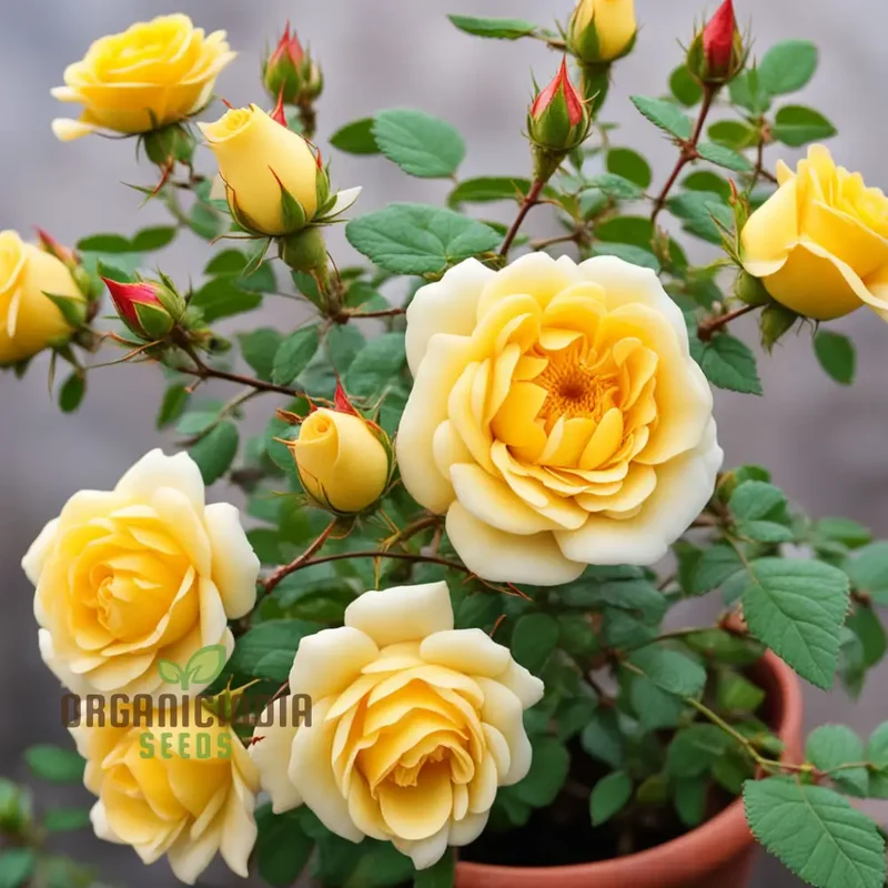Rosa Banksiae Seeds, Lady Banks' Rose Seeds, Yellow Rose Seeds, Climbing Rose Seeds