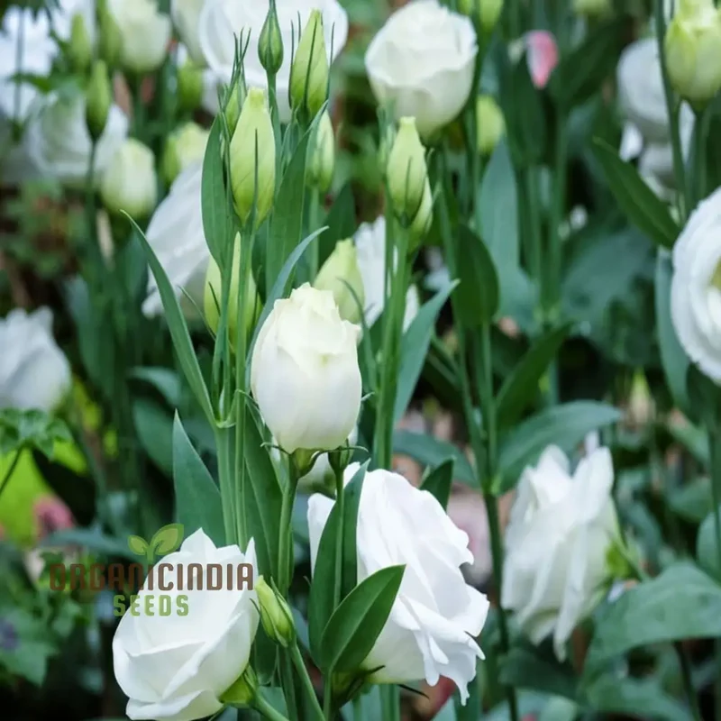 White and Pink Eustoma (Lisianthus) Flower Seeds for Planting