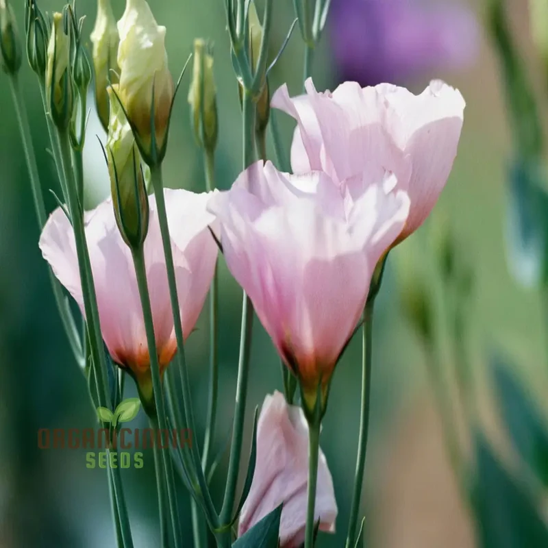 White and Pink Eustoma (Lisianthus) Flower Seeds for Planting