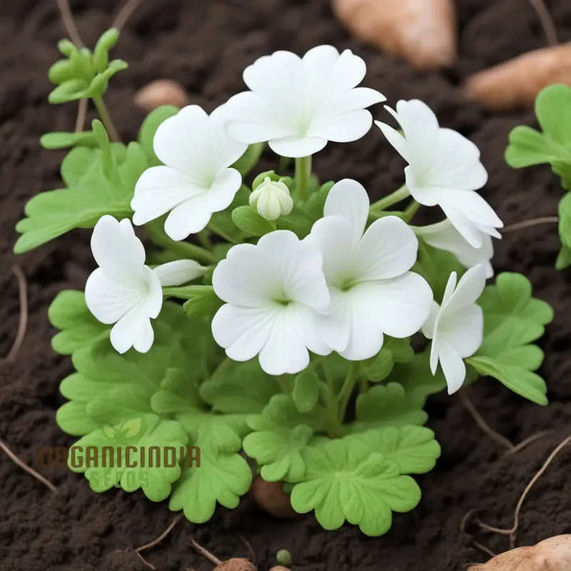 White Geranium Seeds – Pelargonium Seeds for Elegant Garden Blooms