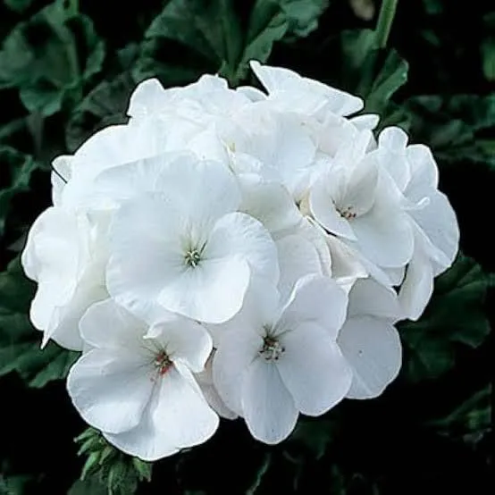 White Geranium Seeds – Pelargonium Seeds for Elegant Garden Blooms