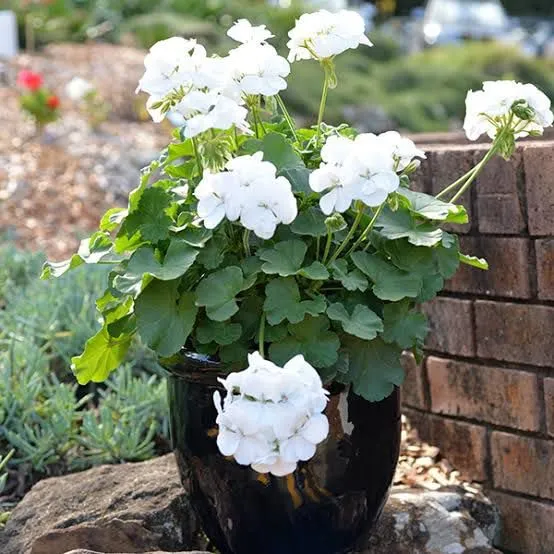 White Geranium Seeds – Pelargonium Seeds for Elegant Garden Blooms