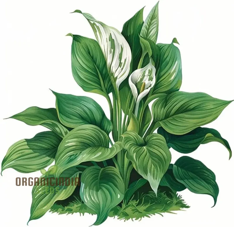 Hosta Mix Plant Seeds – Premium Easy-to-Grow Green & Variegated Shade Garden Varieties
