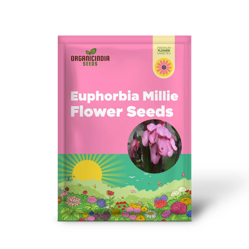 Blue Euphorbia Millie Seeds – Vibrant Blooms for Garden Planting