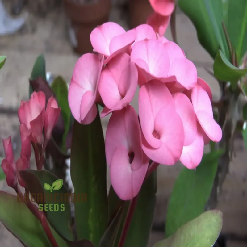 Blue Euphorbia Millie Seeds – Vibrant Blooms for Garden Planting
