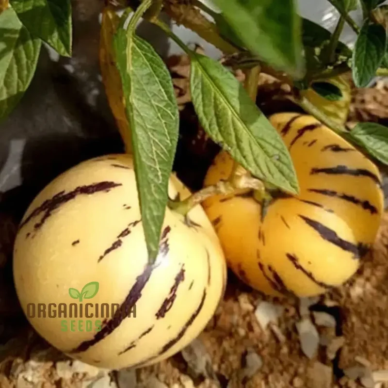 Pepion Solanum Muricate Melon Pear Fruit Seeds, Grow Your Own Exotic Delicacy