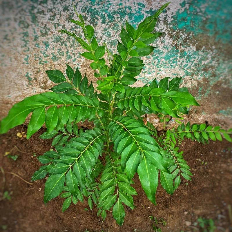 Curry Leaf Seeds – Organic Non-GMO Seeds for Flavorful Culinary Gardening