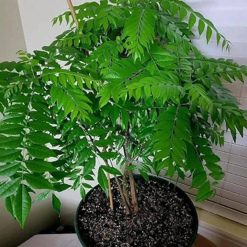 Curry Leaf Seeds – Organic Non-GMO Seeds for Flavorful Culinary Gardening