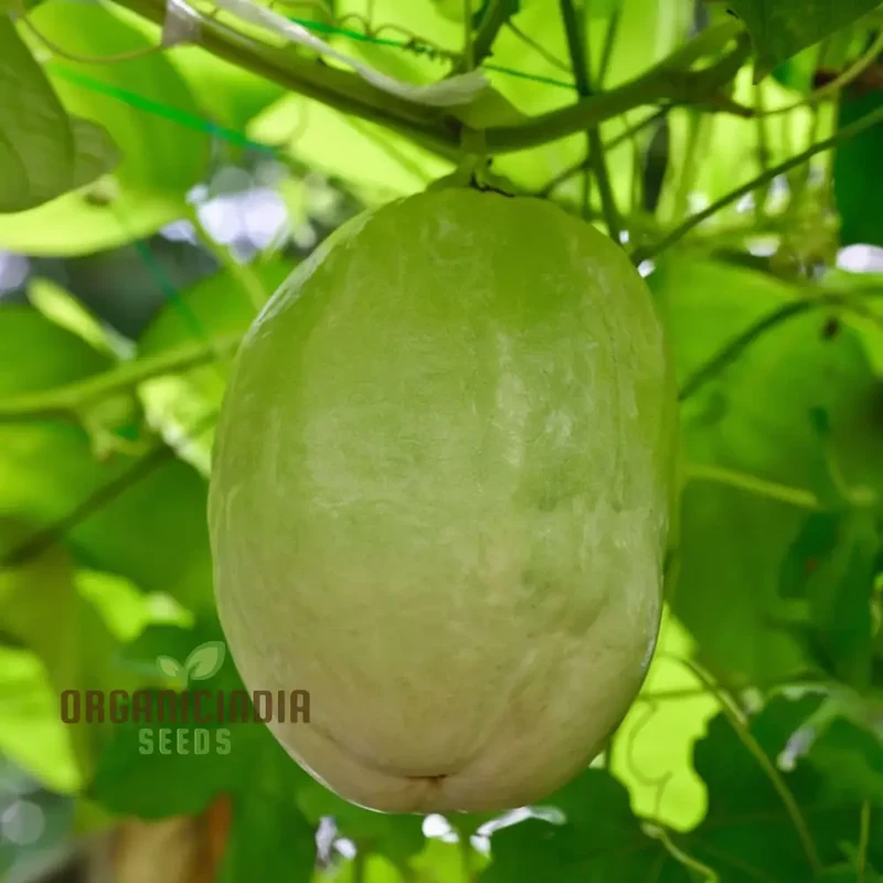 Giant Granadilla Fruit Seeds, Plant for a Bountiful and Delicious Harvest of Exotic Fruits