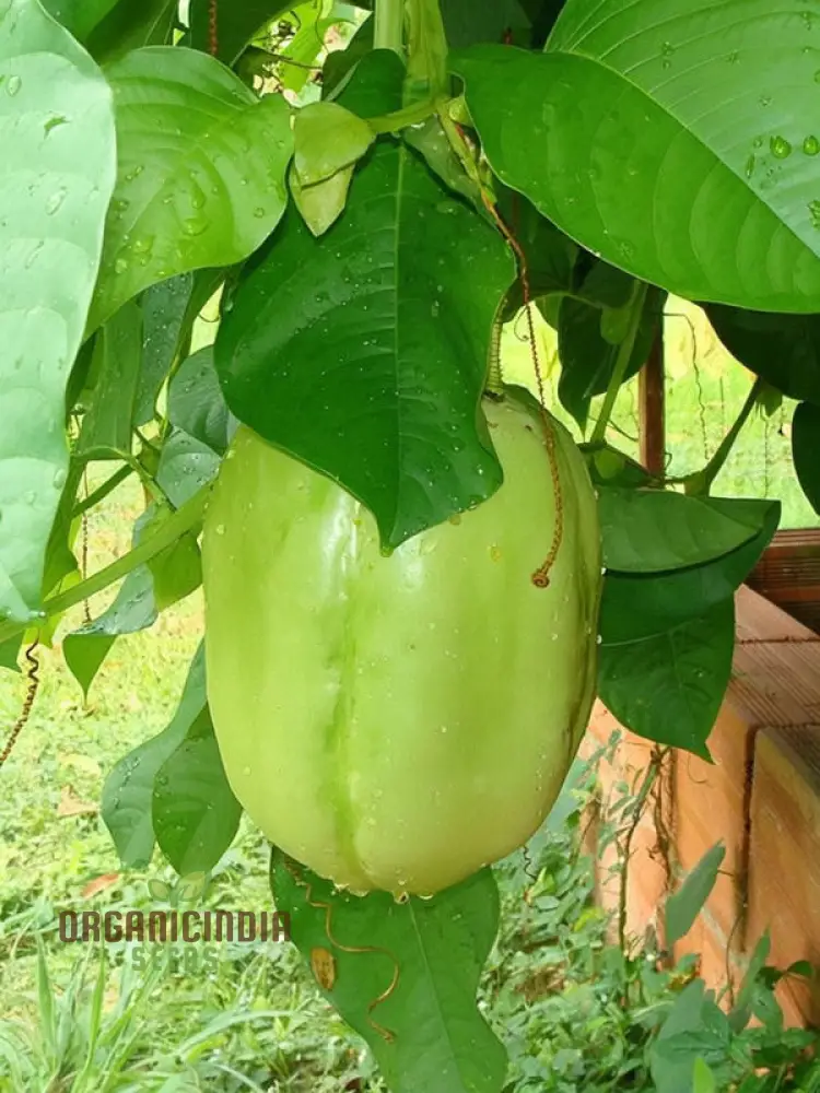 Giant Granadilla Fruit Seeds, Plant for a Bountiful and Delicious Harvest of Exotic Fruits
