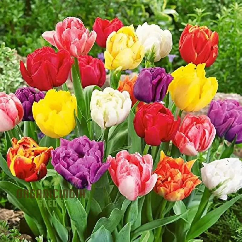 Tulip Flower Seeds, Assorted Colors, Easy to Grow Tulip Flower Seeds for Spring Planting