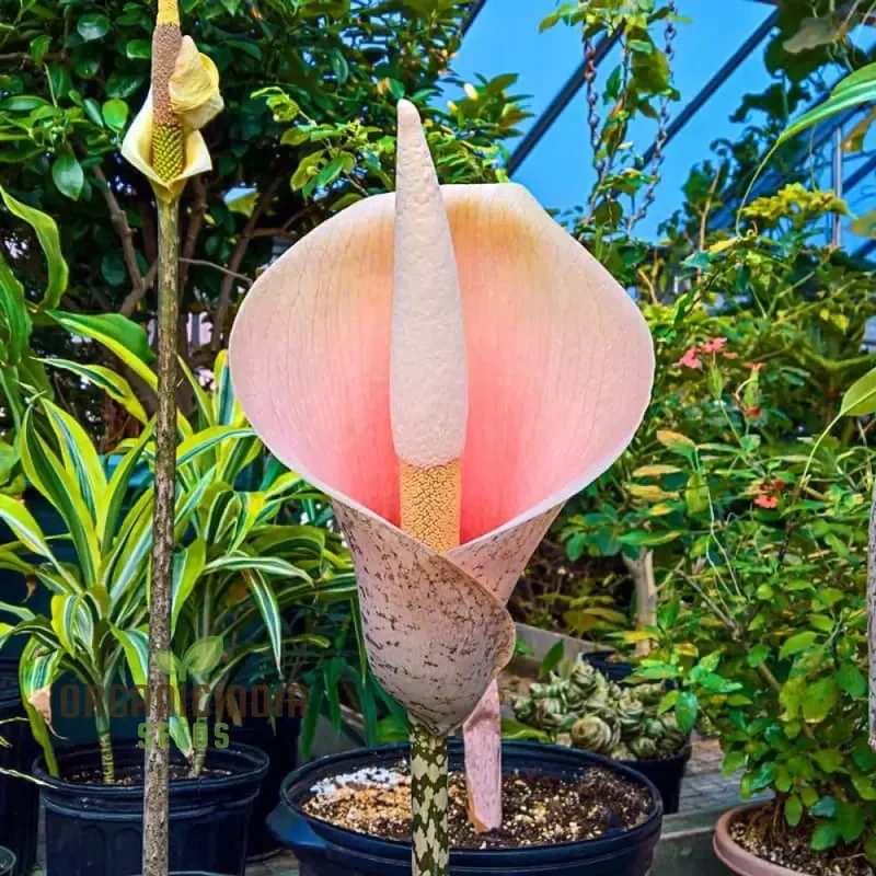 Voodoo Lily Plant Seeds: Add Mystique and Beauty to Your Garden