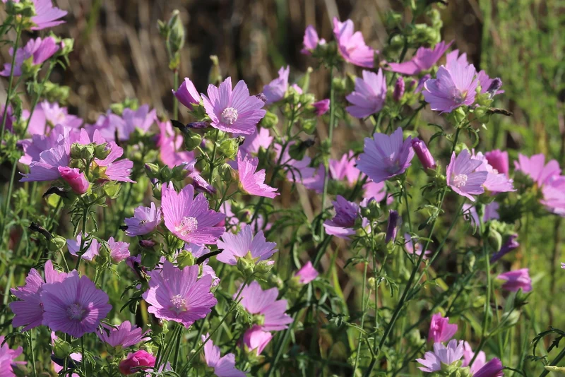 Rosenmalve (Malva alcea)