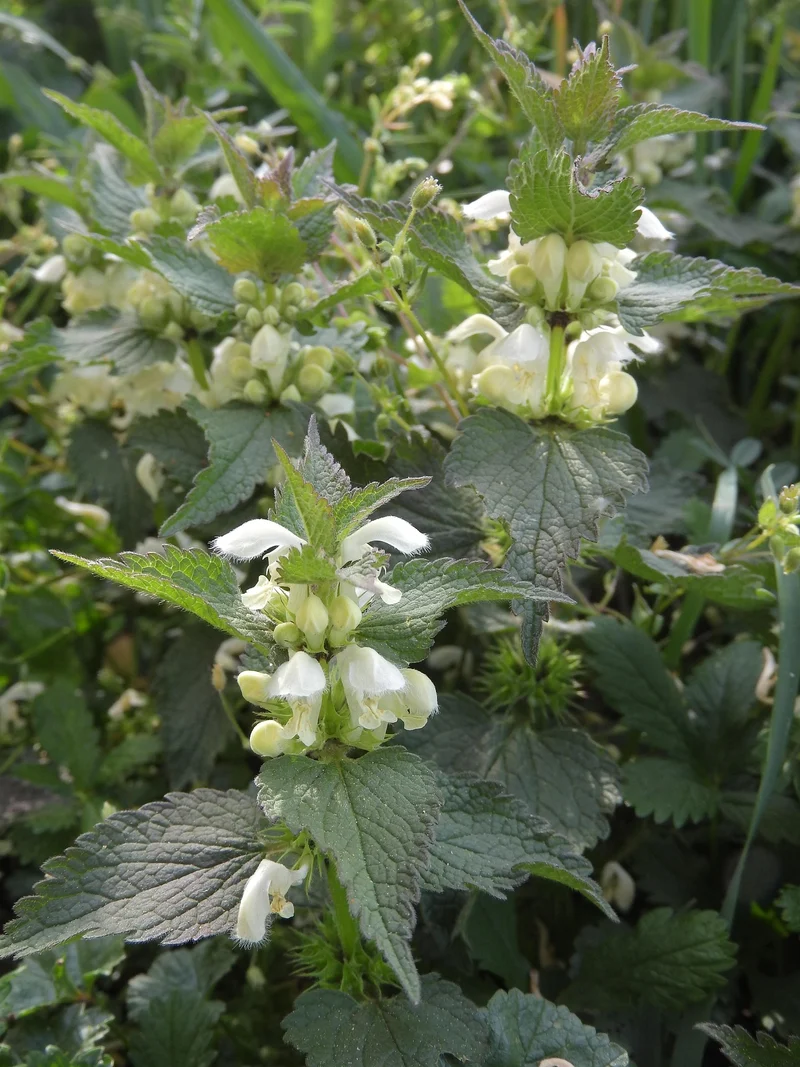 Weiße Taubnessel (Lamium album)