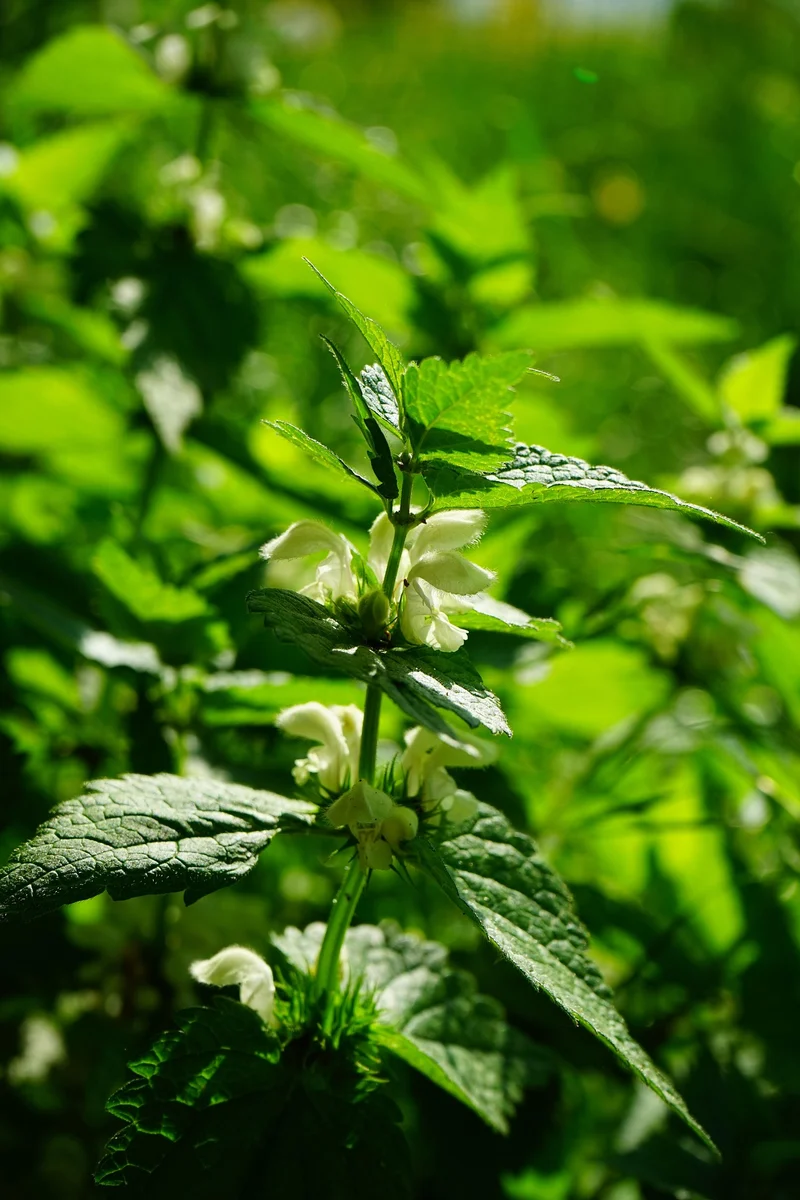 Weiße Taubnessel (Lamium album)