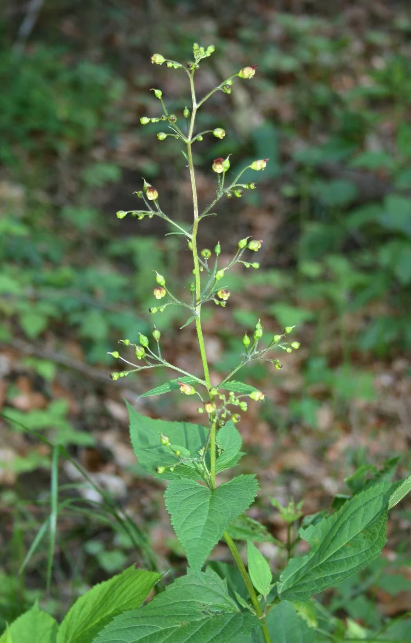 Knotige Braunwurz (Scrophularia nodosa)