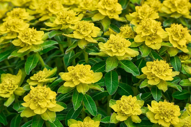 Gold-Wolfsmilch (Euphorbia polychroma)