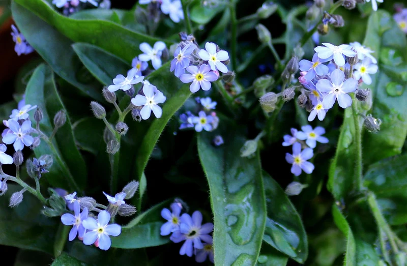 Sumpf-Vergissmeinnicht (Myosotis palustris)