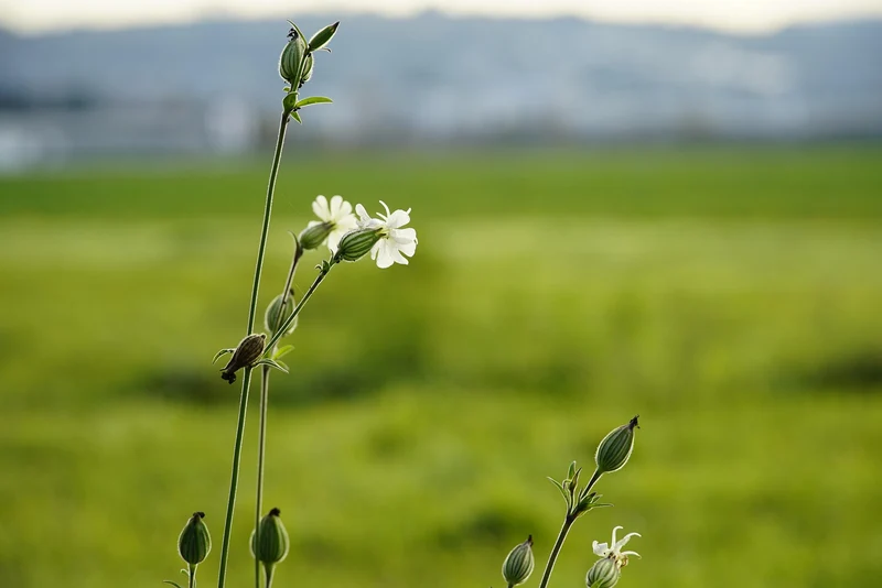 Weiße Lichtnelke (Silene latifolia ssp. alba)