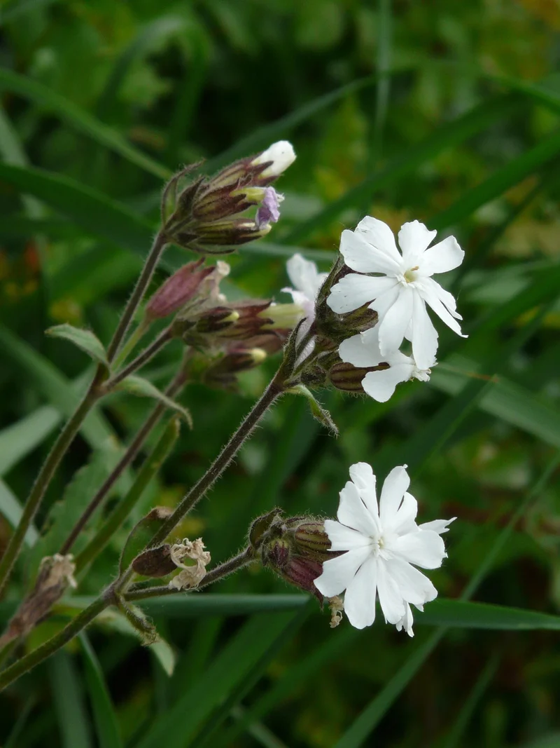 Weiße Lichtnelke (Silene latifolia ssp. alba)