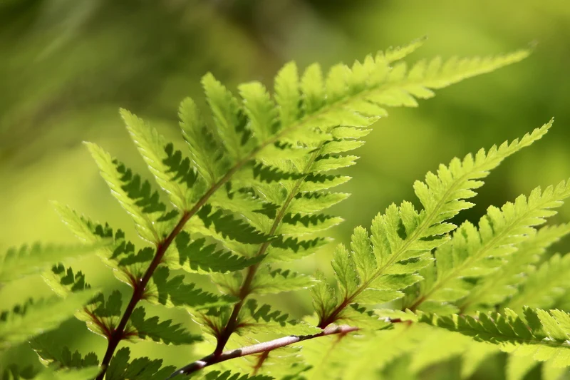 Echter Wurmfarn (Dryopteris filix-mas)