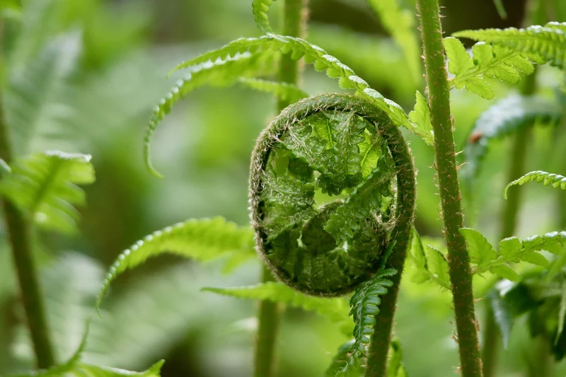 Echter Wurmfarn (Dryopteris filix-mas)