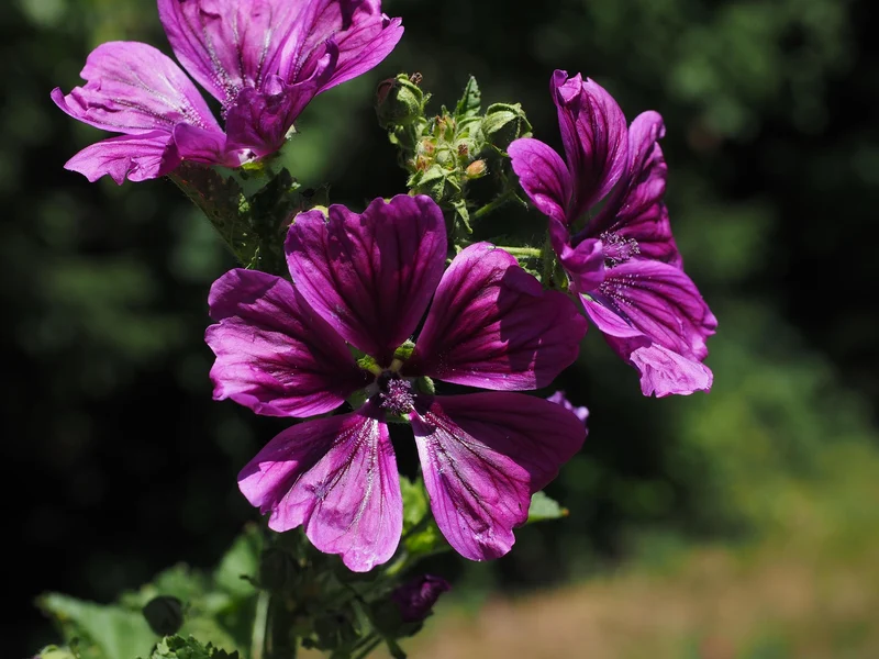 Wilde Malve (Malva sylvestris)