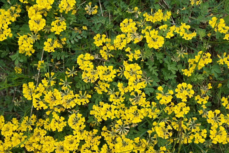 Hufeisenklee (Hippocrepis comosa)