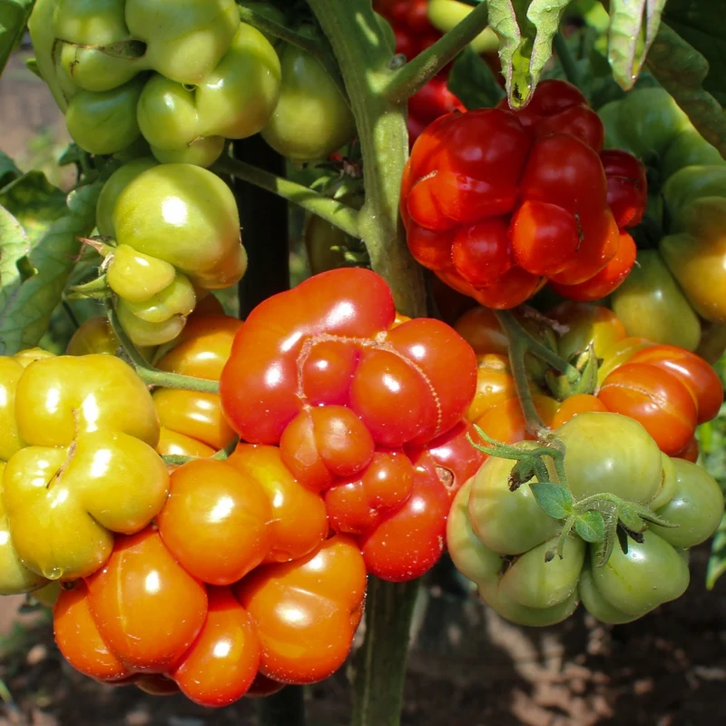 Reisetomate Bio-Tomatensamen