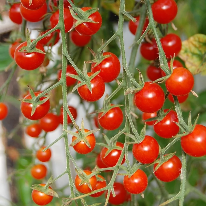 Rote Johannisbeere Bio-Tomatensamen