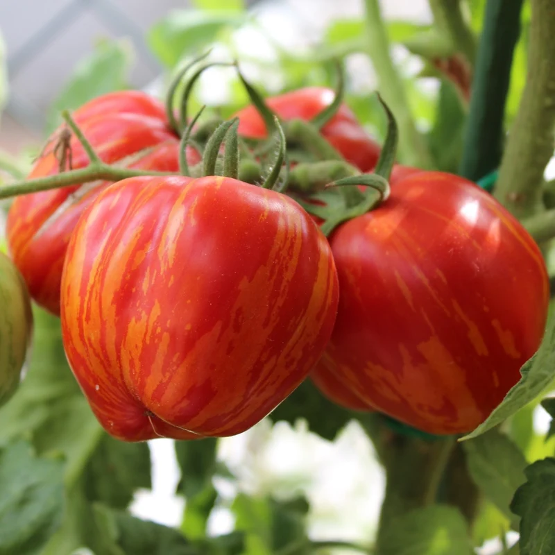Striped Stuffer Bio-Tomatensamen