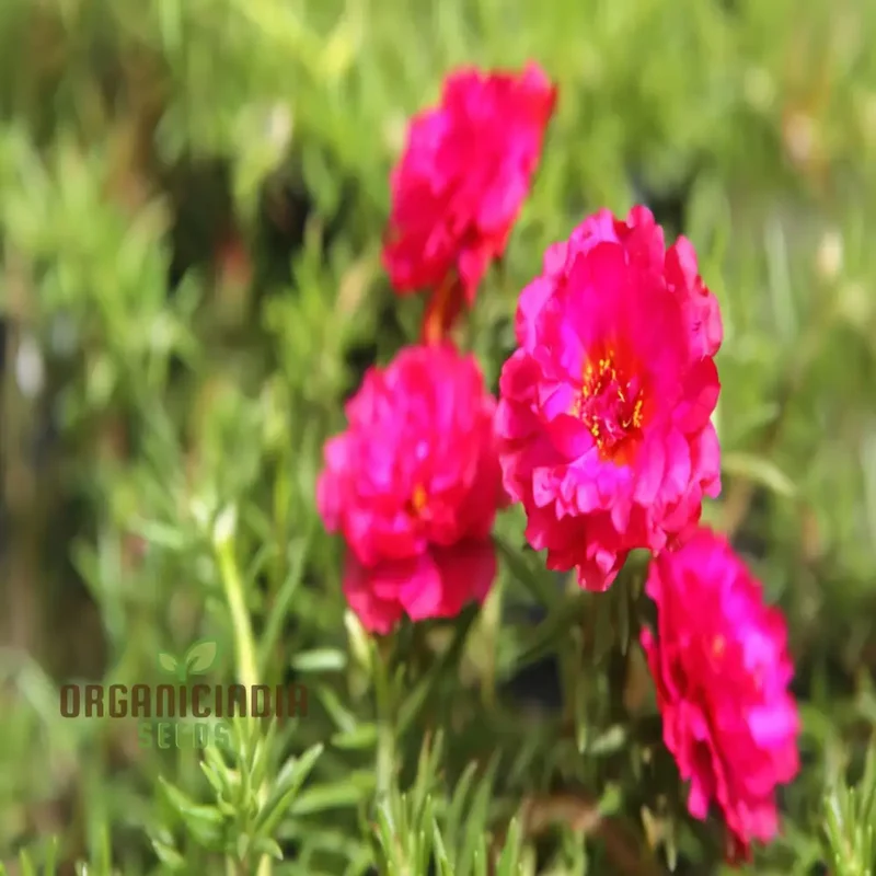 Pink Portulaca Rose Flower Seeds Elevate Your Gardening with Gorgeous, Resilient Blooms