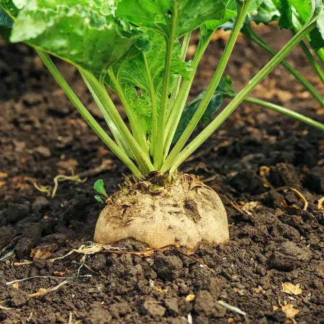 Organic White Beet Root Vegetable Seeds For Planting, Pure, Fresh, and Certified for Your Garden